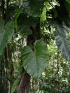 exotic ornamental plant costa rica